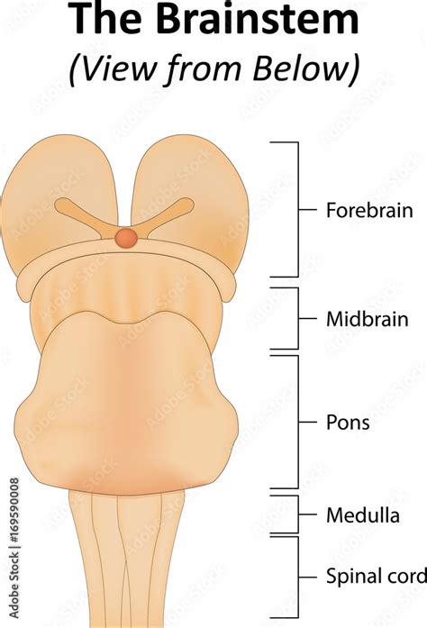 The Brainstem Stock Illustration | Adobe Stock