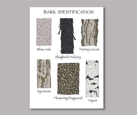 Tree Bark Identification Poster, Nature Study, Homeschool Educational ...