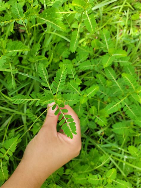 seeds fresh chanca piedra stone breaker seeds variety seed