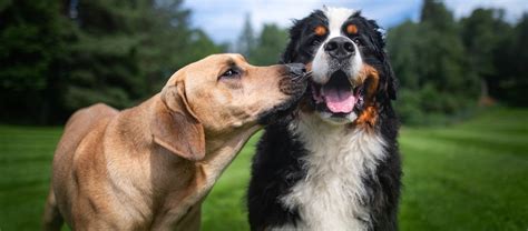 Ehrlichiose Beim Hund Symptome Therapien Und Prophylaxe Fressnapf