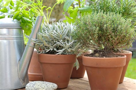 Plantas Aromáticas Como Cultivar Para Sabor E Perfume Na Cozinha