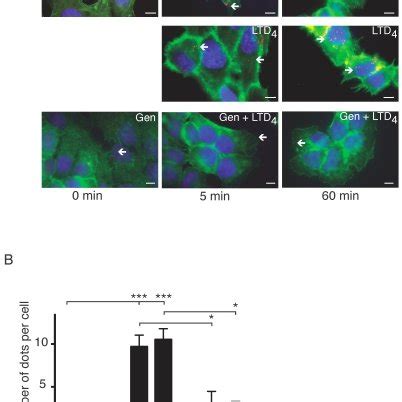 Caco-2 cells were grown to 80% confluency, serum-starved for 2 hours ...