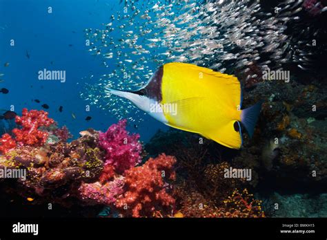 Long Nosed Butterflyfish Hi Res Stock Photography And Images Alamy