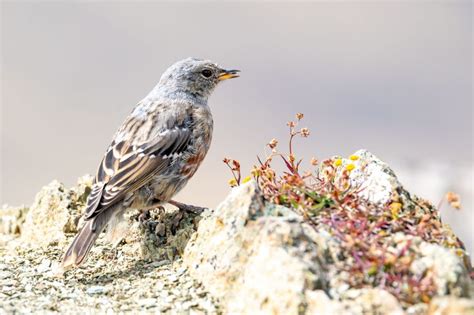 Accenteur Alpin Au Sommet Du Pic De Peyreget Lanaturemoi