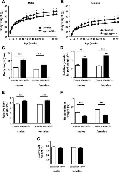 Autocrine Igf 1 Action In Adipocytes Controls Systemic Igf 1