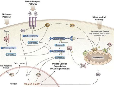 Mitochondrial Er Endoplasmic Reticulum Stress And Death Receptor Download Scientific