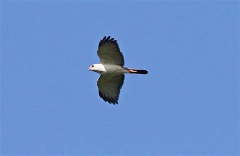 Grey Goshawk: The Ultimate Guide - Operation Migration