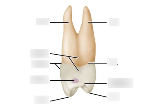 max 1st premolar anatomy Diagram | Quizlet