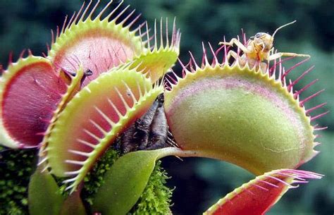 Carnivorous Plants That Eat Animals Talk And Chats All About Life