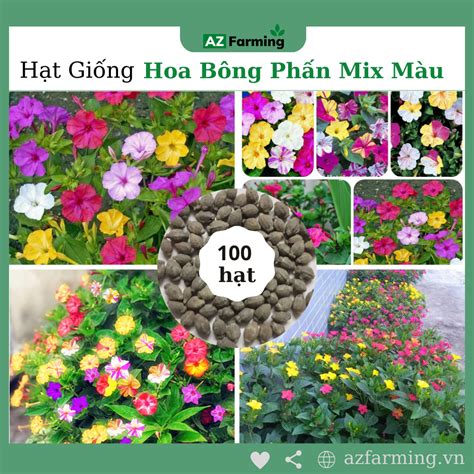 Hạt Giống Hoa Bông Phấn Mix Nhiều Màu Gói 100 Hạt Az Farming