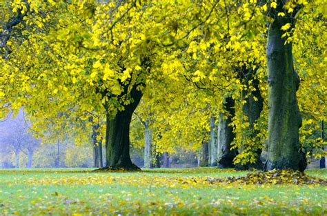 Free Images : branch, blossom, meadow, sunlight, leaf, flower, green, autumn, park, weather ...