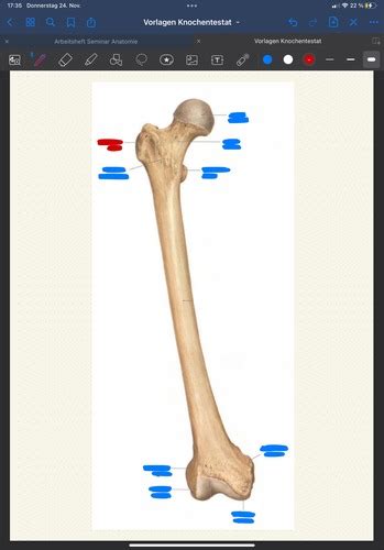 Femur Patella Flashcards Quizlet