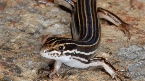 Raymond Hoser ‘The Snake Man’ names species of lizard after Bob Katter ...