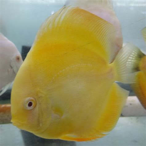 Albino Yellow Crystals - Wattley Discus