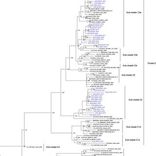 Bayesian Phylogenetic Tree Based On Nucleotide Sequences Of The