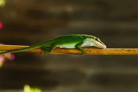 L Zard Vert Nature Photo Gratuite Sur Pixabay Pixabay