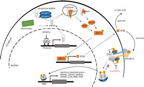 DsRNA Driven Activation Of IFN Signalling Increased Levels Of DsRNA