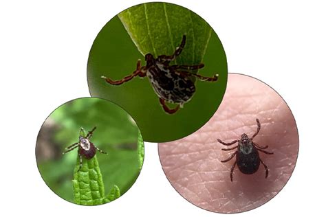 Olson Center Presents Lecture On Ticks Tick Borne Diseases Newsroom