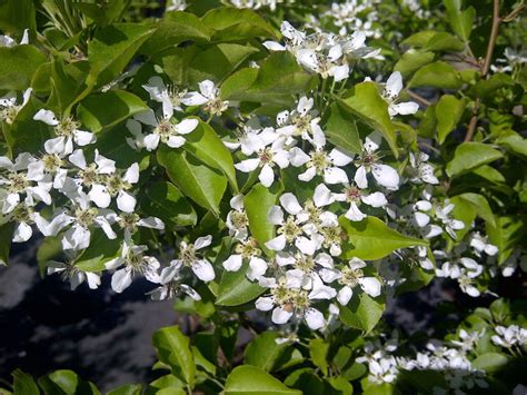 'Pyrus' Korean Sun Pear Tree – canadiantreenursery.com