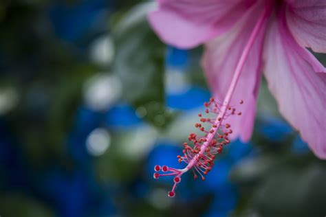 Free Images Nature Branch Blossom Sunlight Leaf Flower Petal