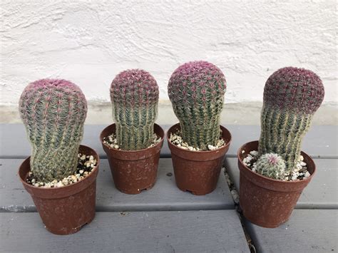 Echinocereus Rigidissimus Subs Rubispinus Rainbow Hedgehog Cactus