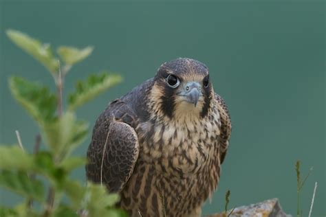 Premium Photo | Peregrine falcon falco peregrinus