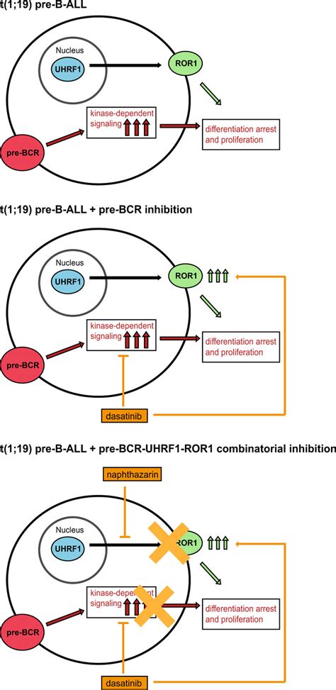 Model Of Uhrf Ror Regulatory Mechanism The Fusion Product Leads