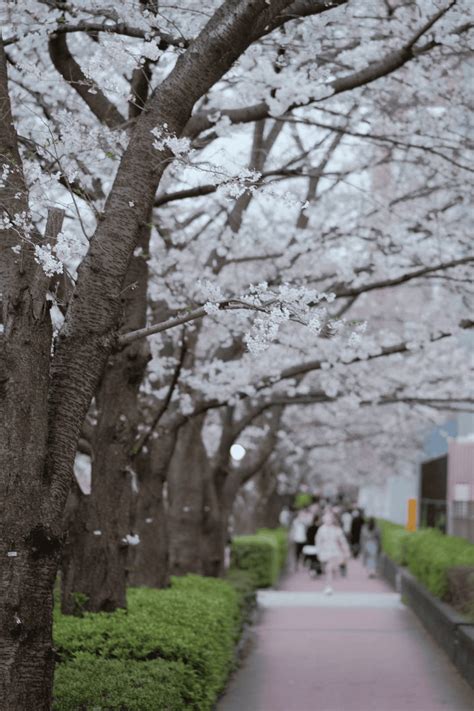 东京樱花季，目黑川迎来樱花初绽！