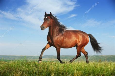 Beautiful Brown Horse Running Trot — Stock Photo © Dozornaya 13209068