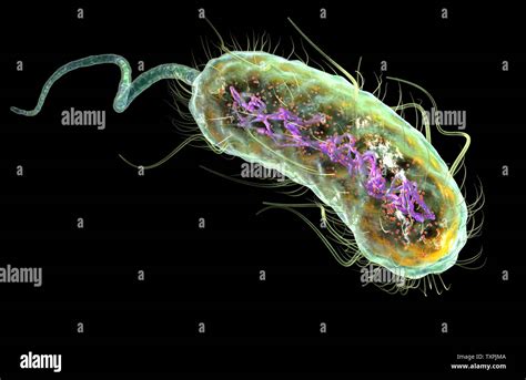 Abbildung Escherichia Coli Bakterien E Coli Mit Vorstrafen Dna Ribosomen Zytoplasma