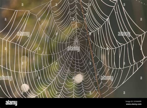 spider web with dew Stock Photo - Alamy