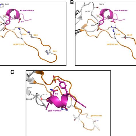 Molecular Model Of The V3 Loop And C4 Domain Of Ru570 Vcv Res Gp120 And