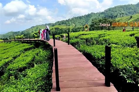 Eksplorasi Kebun Teh Instagramable Di Gunung Gambir Destinasi Wisata