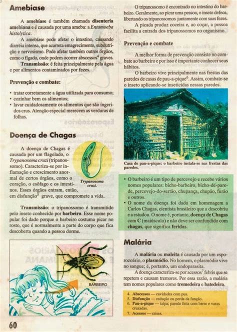 JORNAL PONTO 09 CIÊNCIAS ENSINO FUNDAMENTAL REINO PROTISTA