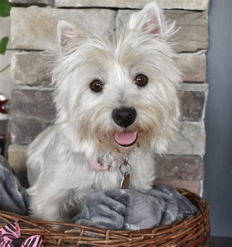 Adult West Highland White Terrier For Sale Illinois Dreamcatcher