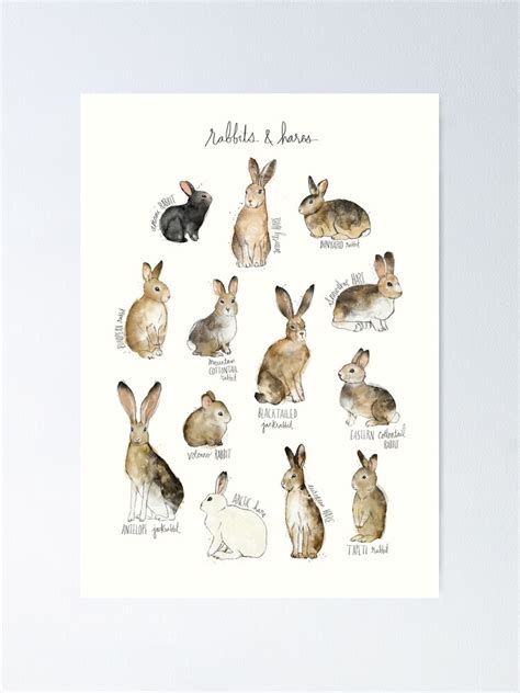 Rabbits And Hares Poster By Amyhamilton Redbubble