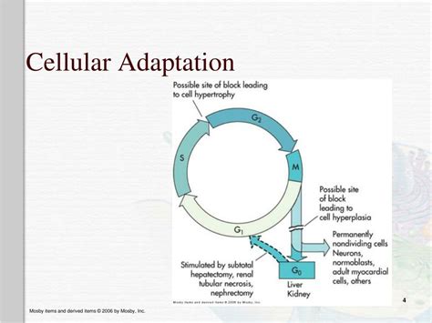 Ppt Altered Cellular And Tissue Biology Powerpoint Presentation Free