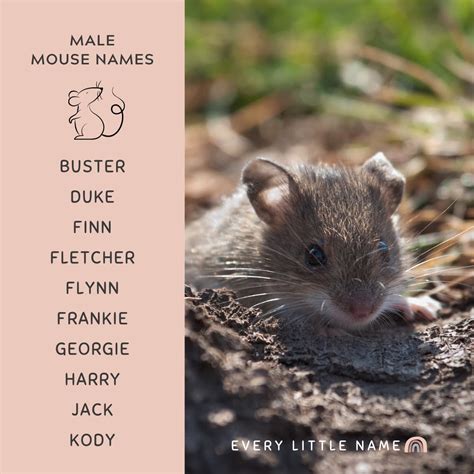 210+ Best Mouse Names (Cute, Clever, and Funny) - Every Little Name