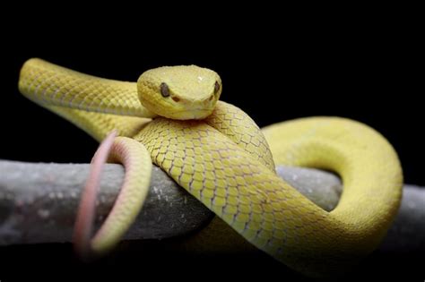 A V Bora De L Bios Brancos Amarelos Trimeresurus Insularis Fechada Em