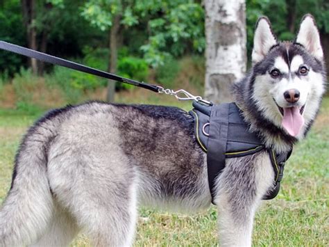 Elige la pechera o arnés para tu perro Centro integral canino en