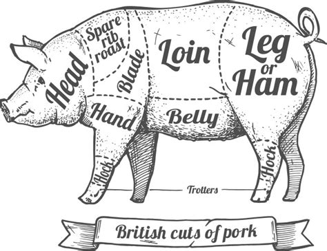 Pork Cuts Diagram And Butchery Set Royalty Free Vector Image