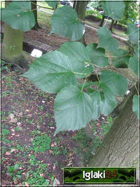 Tilia Cordata Lipa Drobnolistna Foto Internetowy Sklep Ogrodniczy