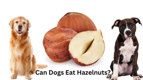 Can Dogs Eat Hazelnuts Benifits And Risk Doggie Food Items