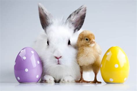 60 Easter Egg Hunts And Free Cheap Easter Bunny Pictures In Charlotte