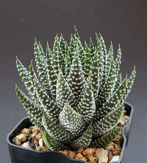 Haworthia Minor Haworthia Margaritifera