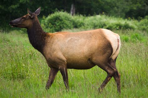 Woman injured by cow elk in Yellowstone – SVI-NEWS