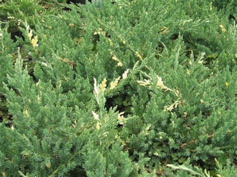 Juniperus Davurica Expansa Variegata” Šarenolisna Polegla Kleka