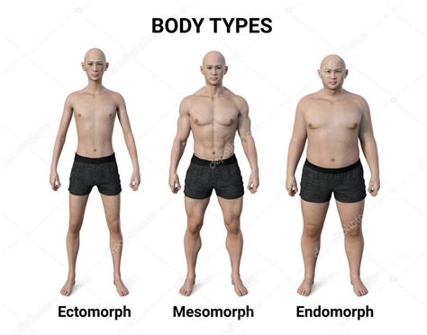 Ilustración 3d De Un Cuerpo Masculino Que Muestra Tres Tipos De Cuerpo