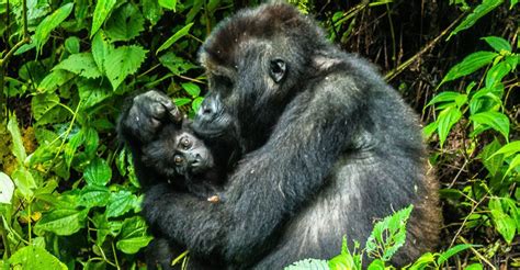 Best Places To Visit Mountain Gorillas In Africa Encounter Africa Safaris