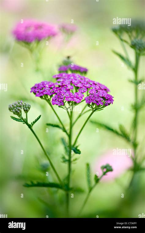 Achillea Hi Res Stock Photography And Images Alamy